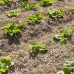 Taller Agricultura Regenerativa