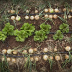 Procés participatiu Alimenta't